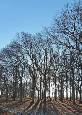 461 TREE SHADOWS.jpg